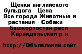 Щенки английского бульдога › Цена ­ 40 000 - Все города Животные и растения » Собаки   . Башкортостан респ.,Караидельский р-н